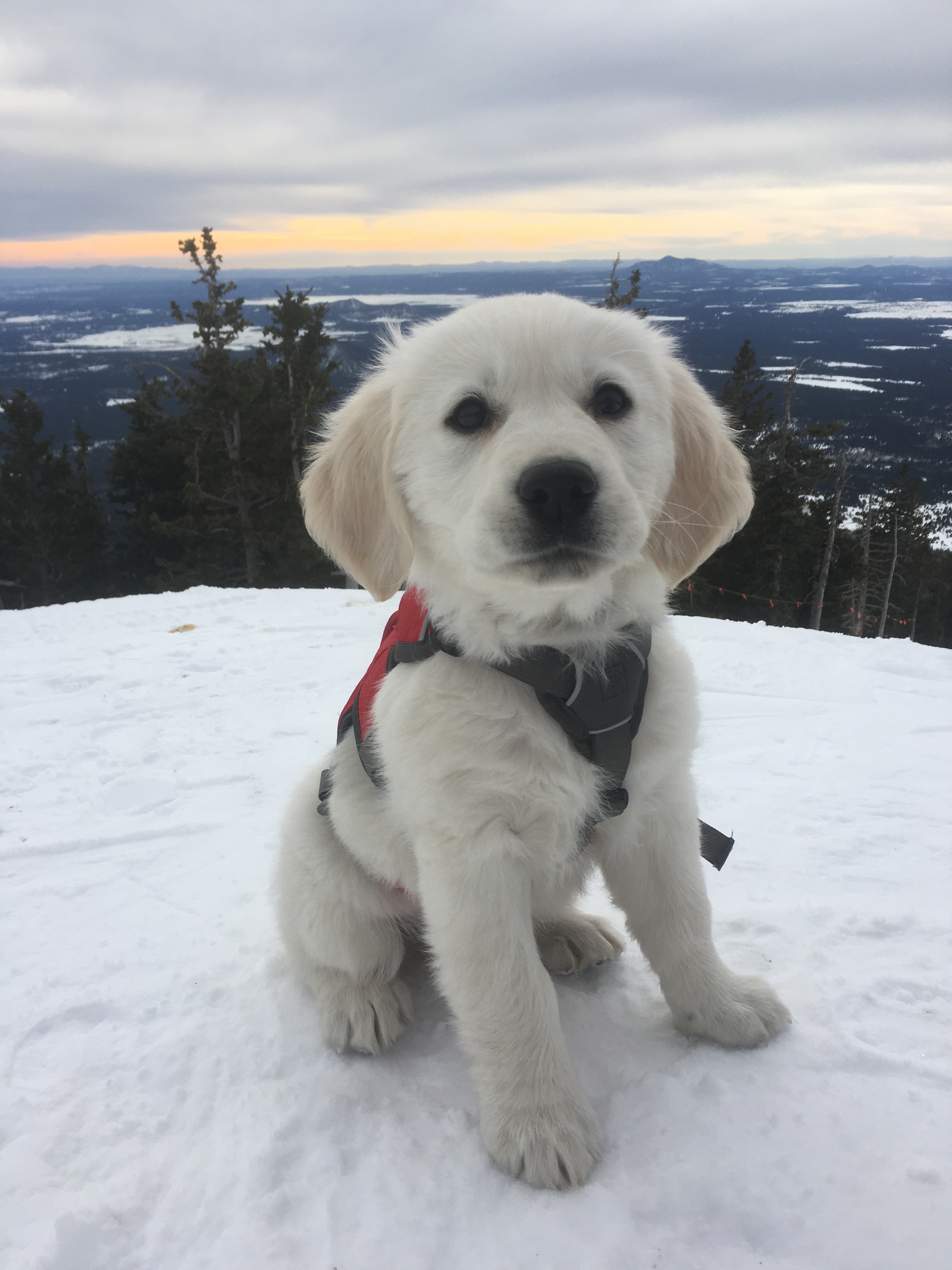 Meet Ava Arizona Snowball’s First Avalanche Dog :: Olsen's For Healthy