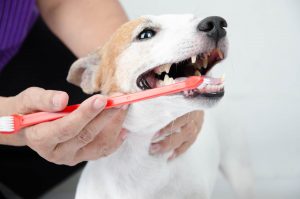 Pet Dental Care Month in February