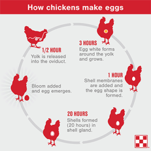 How Do Chickens Lay Eggs? - Olsen's For Healthy Animals